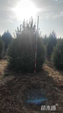 高度300厘米白皮松