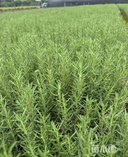 高度45厘米迷迭香