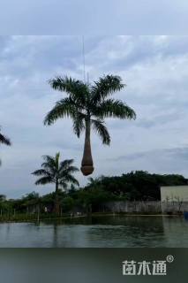 裸干高200厘米大王椰子