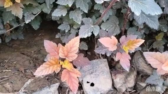 高度50厘米紫叶风箱果