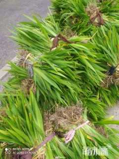 高度20厘米蓝花鸢尾