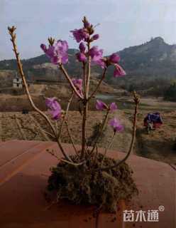 高度55厘米映山红