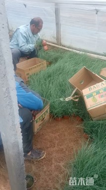 高度40厘米粉黛乱子草