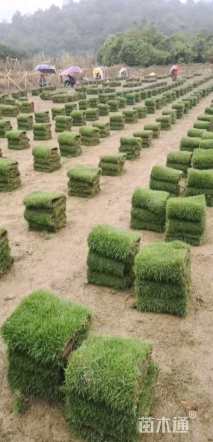 草卷状马尼拉草