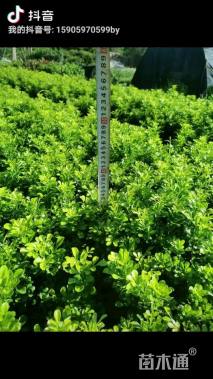 高度20厘米米兰