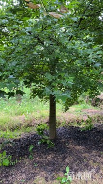 10公分北美枫香