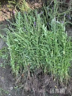 高度50厘米千屈菜