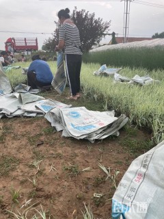 高度30厘米玉带草