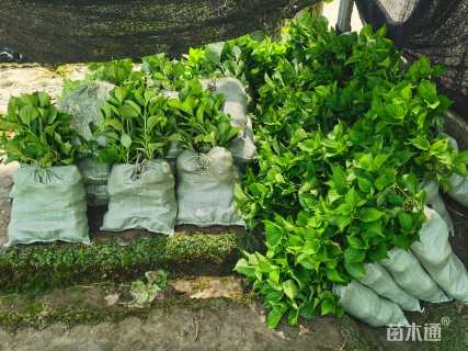 高度20厘米八仙花