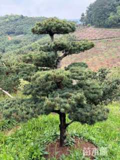 20公分五针松
