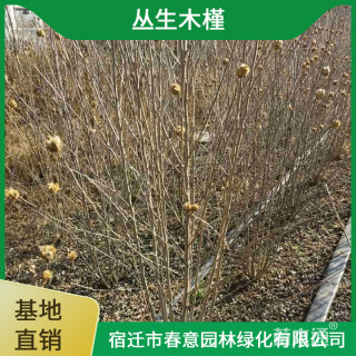 高度180厘米丛生木槿