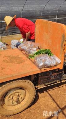 0.5公分澳洲金合欢