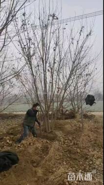 高度400厘米丛生元宝枫