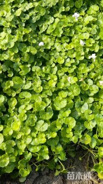 高度10厘米肾叶堇