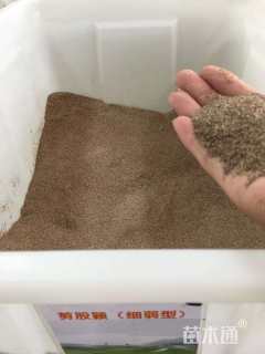 野牛草种子