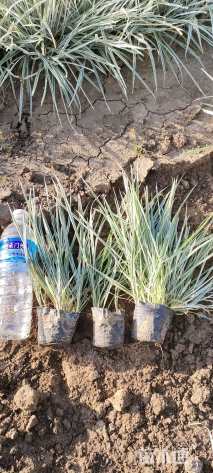 高度20厘米花叶燕麦冬