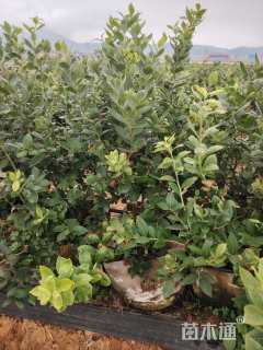 高度70厘米蓝莓