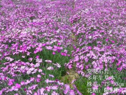 高度21厘米常夏石竹