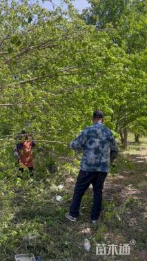 25公分染井吉野樱