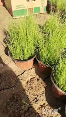 高度30厘米细叶针芒