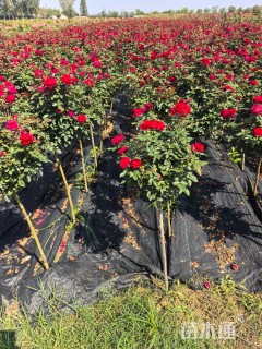 高度60厘米棒棒糖月季