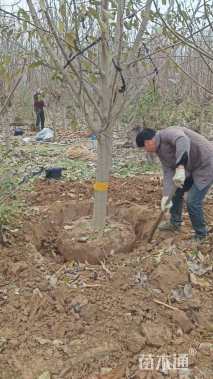 15公分二乔玉兰