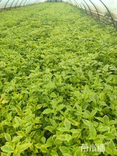 高度20厘米花叶连翘