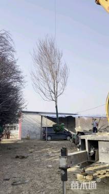 8公分美国红枫-红冠