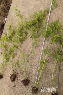 高度60厘米蔷薇