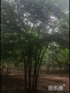 40公分(5杆)丛生榉树