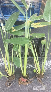 高度25厘米再力花