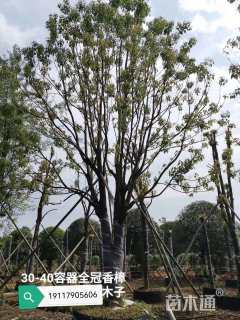 60公分多杆朴树