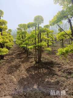高度60厘米柽柳