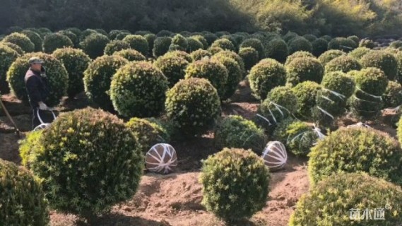 冠幅120厘米罗汉松球