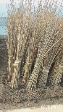 高度100厘米樱花小苗