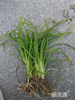 高度20厘米常绿萱草