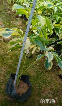 高度40厘米澳洲鸭脚木