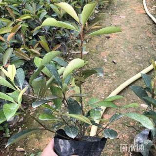 高度60厘米红叶石楠小苗