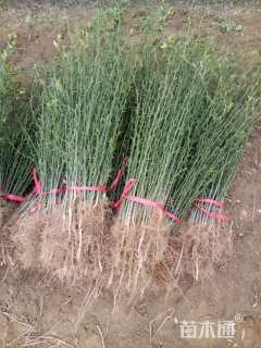 高度30厘米枸橘小苗