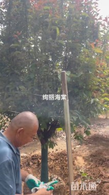 15公分北美海棠