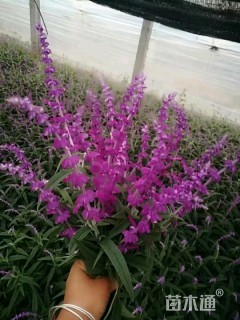 高度25厘米墨西哥鼠尾草