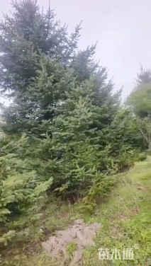 高度800厘米云杉