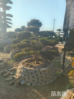 10公分造型黄杨