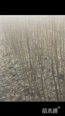 高度60厘米鸡脚连