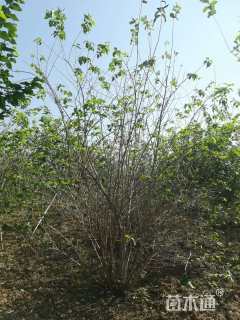 高度250厘米丛生金银木