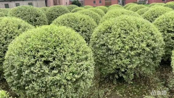 冠幅150厘米银姬小蜡球