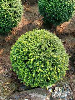 冠幅100厘米龟甲冬青球