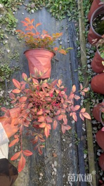 高度20厘米南天竹