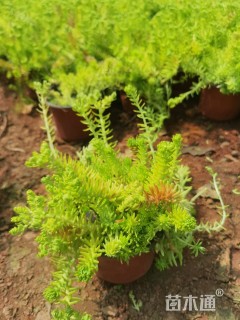 高度25厘米佛甲草