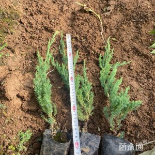 高度100厘米铺地柏